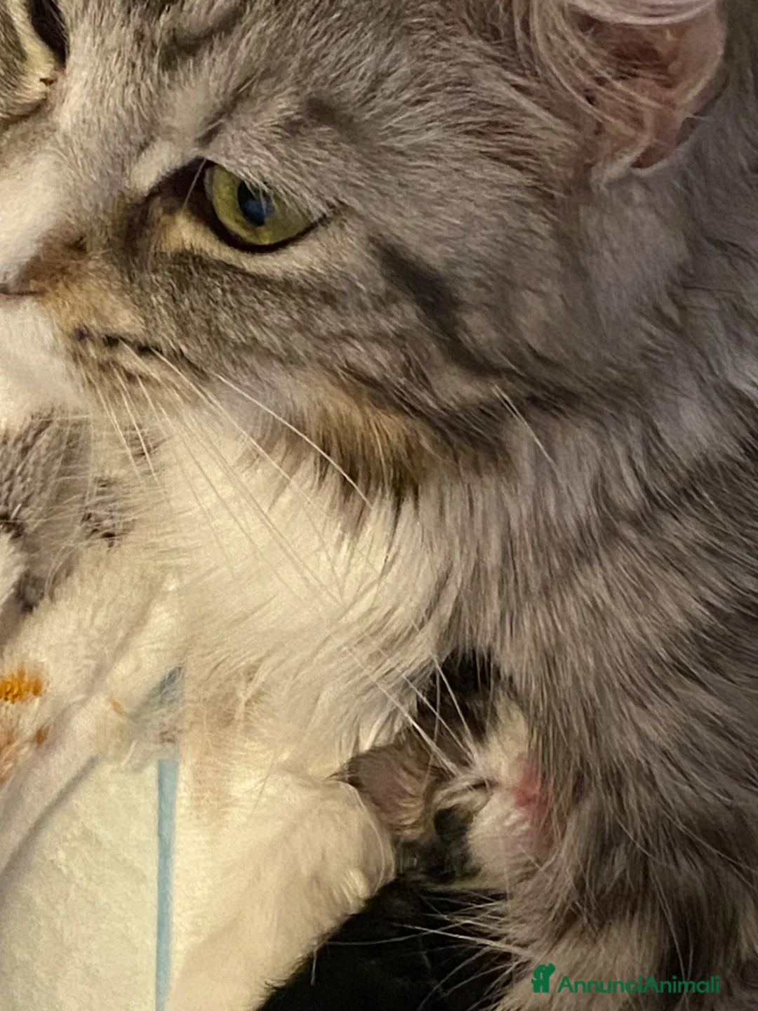 Maine Coon gatti in vendita: Maine Coon  - Annuncio 4