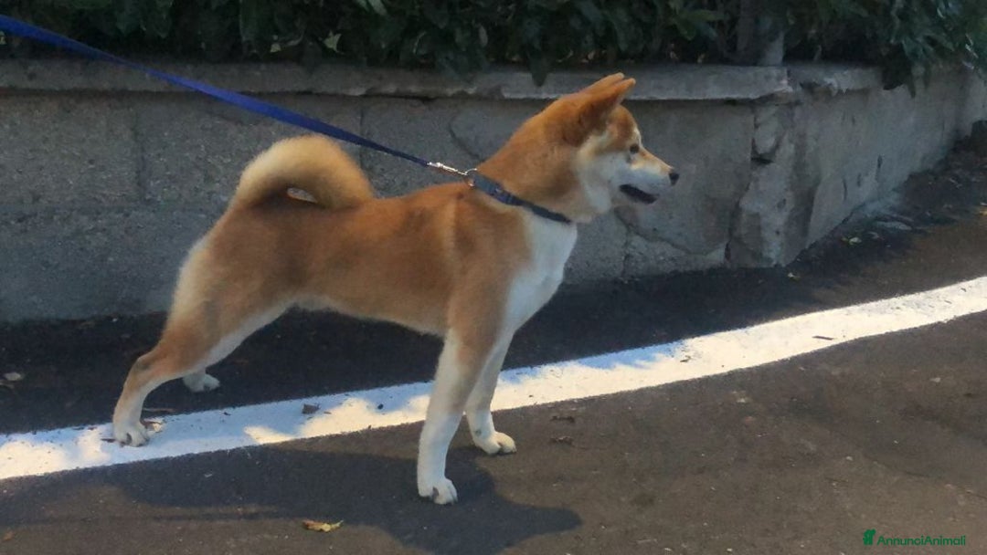 Immagine della galleria {{count}}