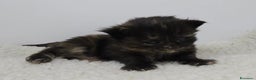 Maine Coon gatti in vendita: Gattini Maine Coon GRANDI Blu/Nero Tortie/Tabby - Annuncio 6