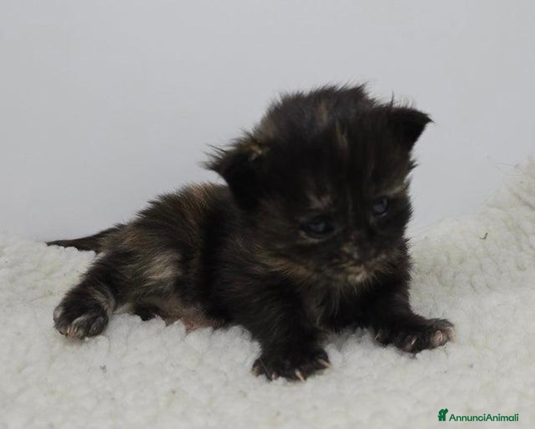 Maine Coon gatti in vendita: Gattini Maine Coon GRANDI Blu/Nero Tortie/Tabby - Annuncio 6