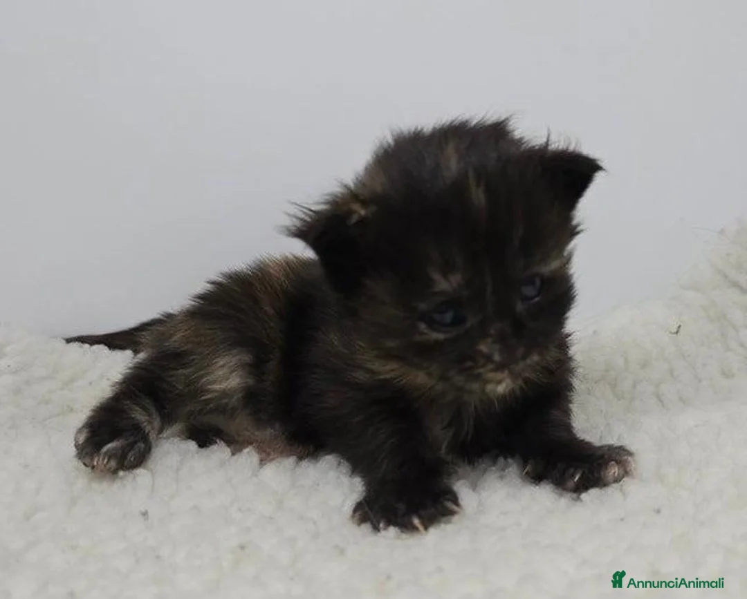 Maine Coon gatti in vendita: Gattini Maine Coon GRANDI Blu/Nero Tortie/Tabby - Annuncio 6