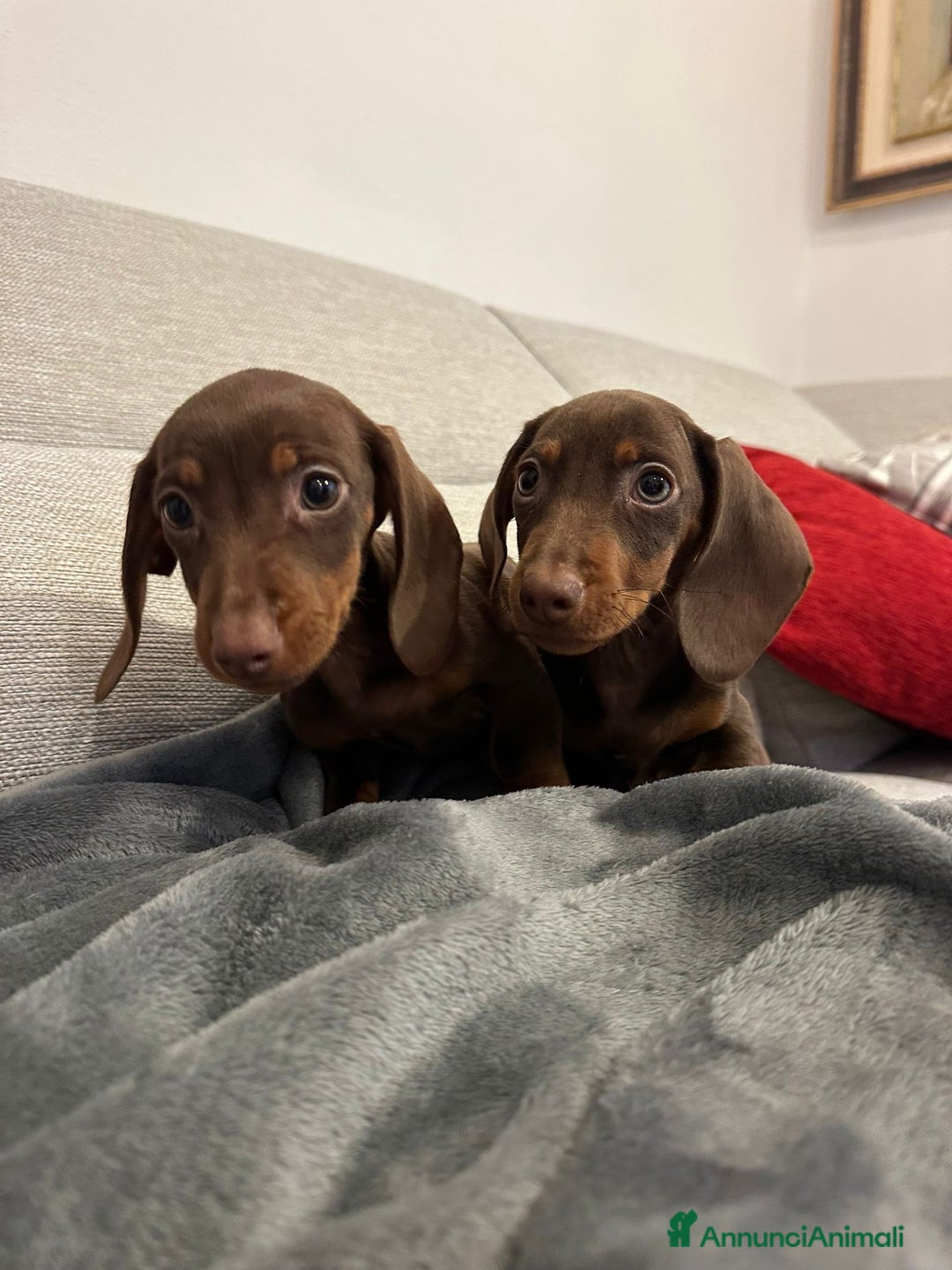 Bassotto cani in vendita: cuccioli di Bassotto nano chocolate - Annuncio 2