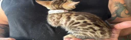 Bengala gatti in vendita: Cucciola bengal con difetto  - Annuncio 6