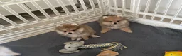 Volpino Pomerania cani in vendita: Pomerania - Annuncio 3