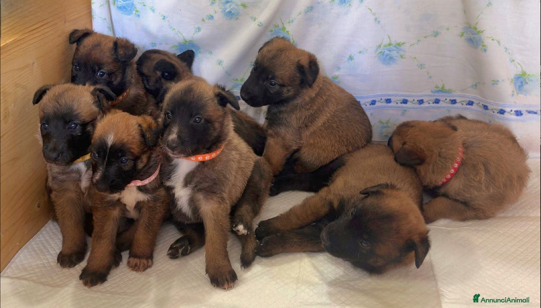 Pastore Belga cani in vendita: Cuccioli Pastore Belga Laekenois  a Città Metropolitana di Firenze - Immagine 4