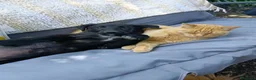 Meticcio cani in regalo: MARA & MIA, scricciole dolcissime! Amano i gatti! - Annuncio 5