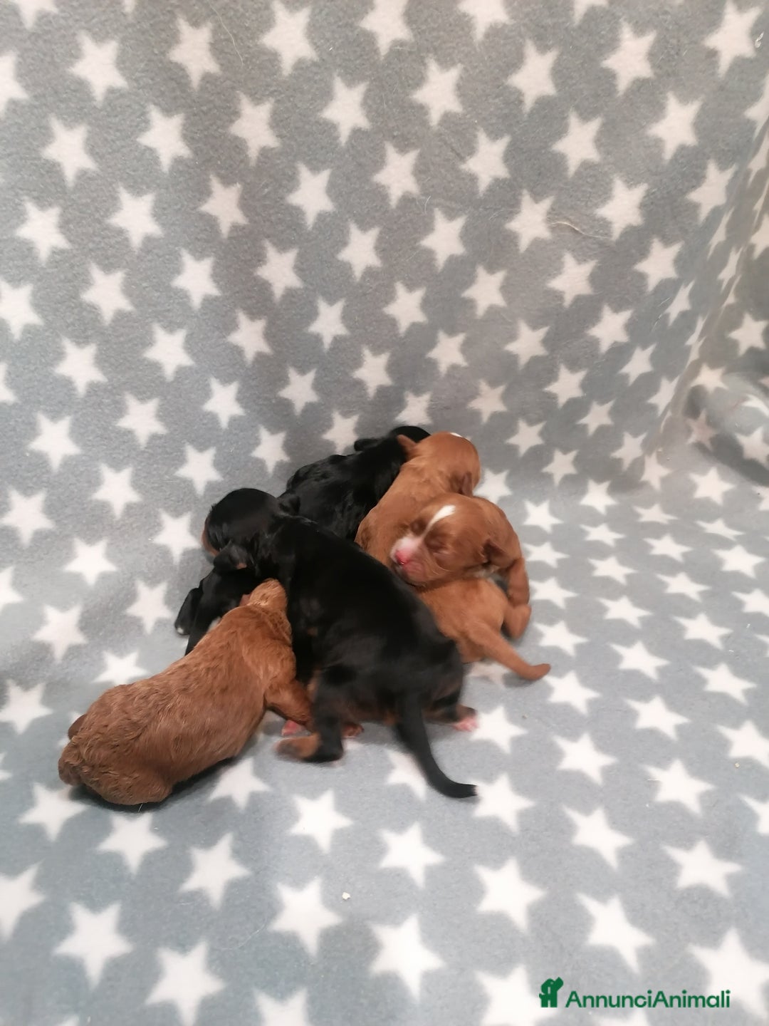 Meticcio cani in vendita: Cavapoo cuccioli - Annuncio 5