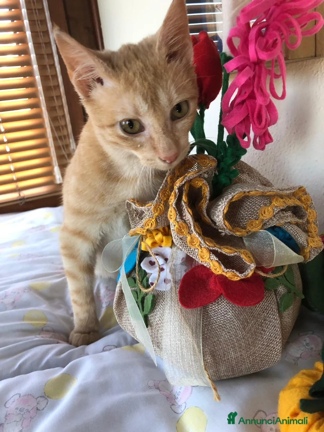 Meticcio gatti in regalo: GATTINO COCCOLONE - Annuncio 13