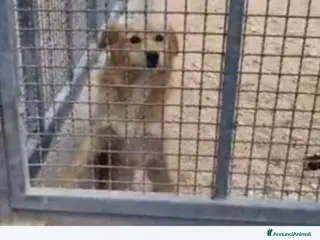 Meticcio cani Femmina 3anni entrata in canile a 4mesi!SOS PUGLIA a Città metropolitana di Milano - Annuncio 38