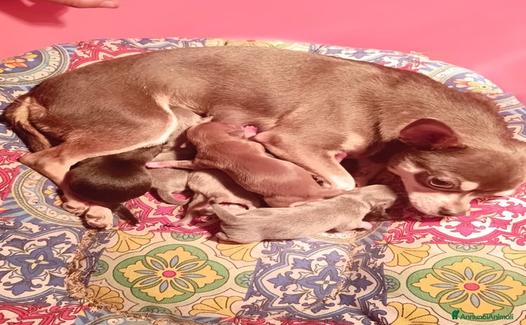 Chihuahua cani a Città Metropolitana di Torino - Annuncio 3