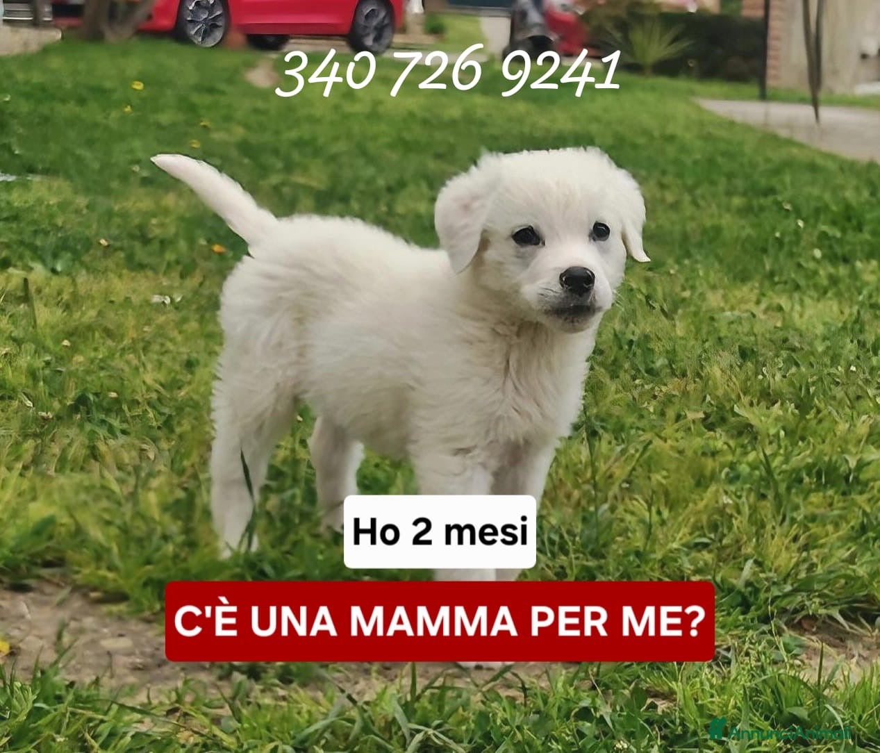 Meticcio cani YOSHI 💙 - cucciolo mix pastore, bianco come neve - Annuncio 3