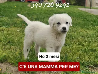 Meticcio cani YOSHI 💙 - cucciolo mix pastore, bianco come neve - Annuncio 3