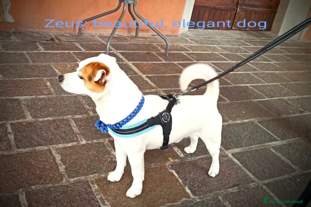 Jack Russell cani Regalo Jack Russell Zeus - Annuncio 2