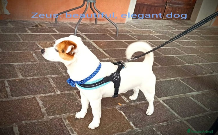 Jack Russell cani Regalo Jack Russell Zeus - Annuncio 15