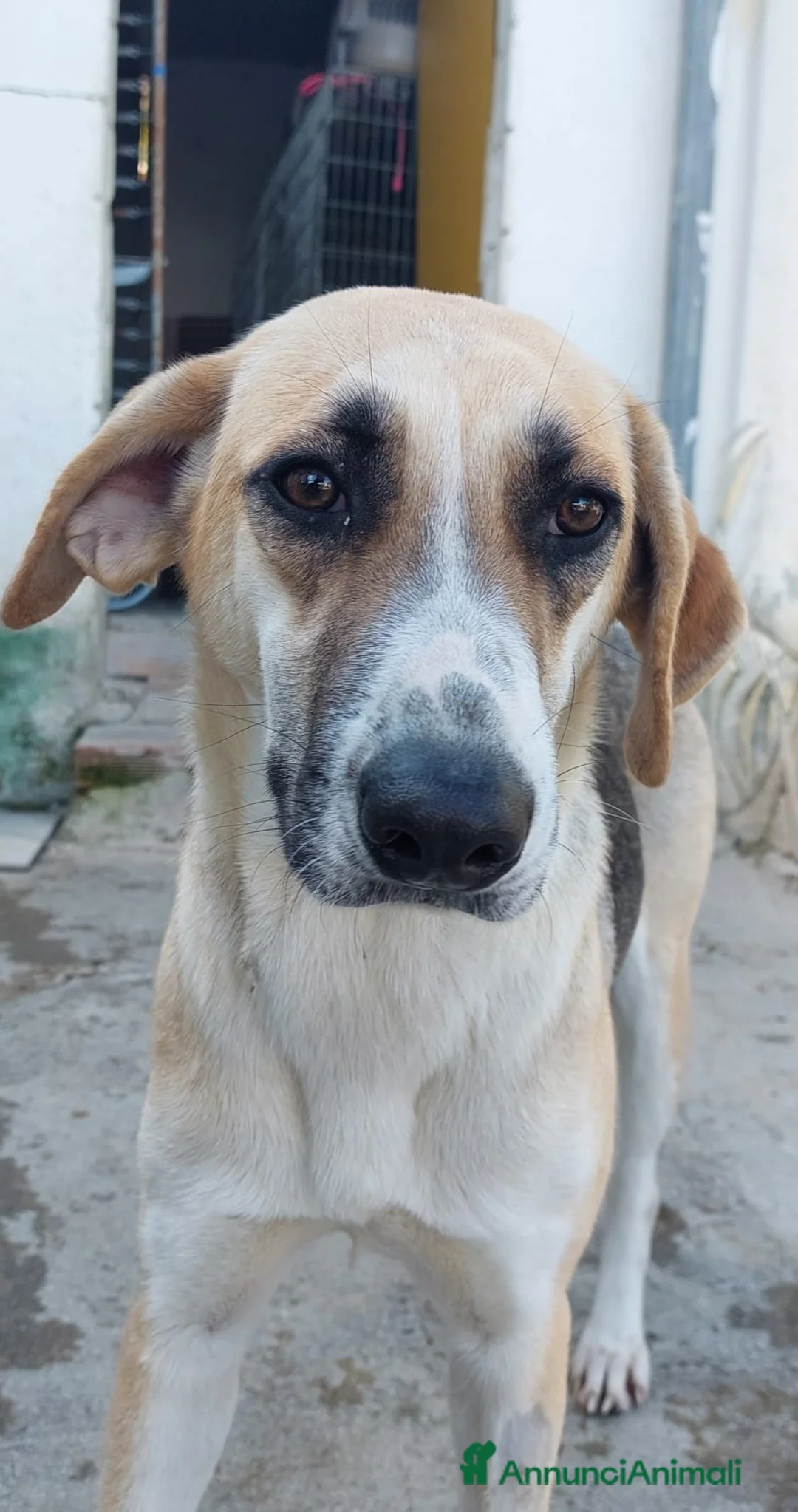 Meticcio cani in regalo: Grace dolcissima e delicata - Annuncio 2