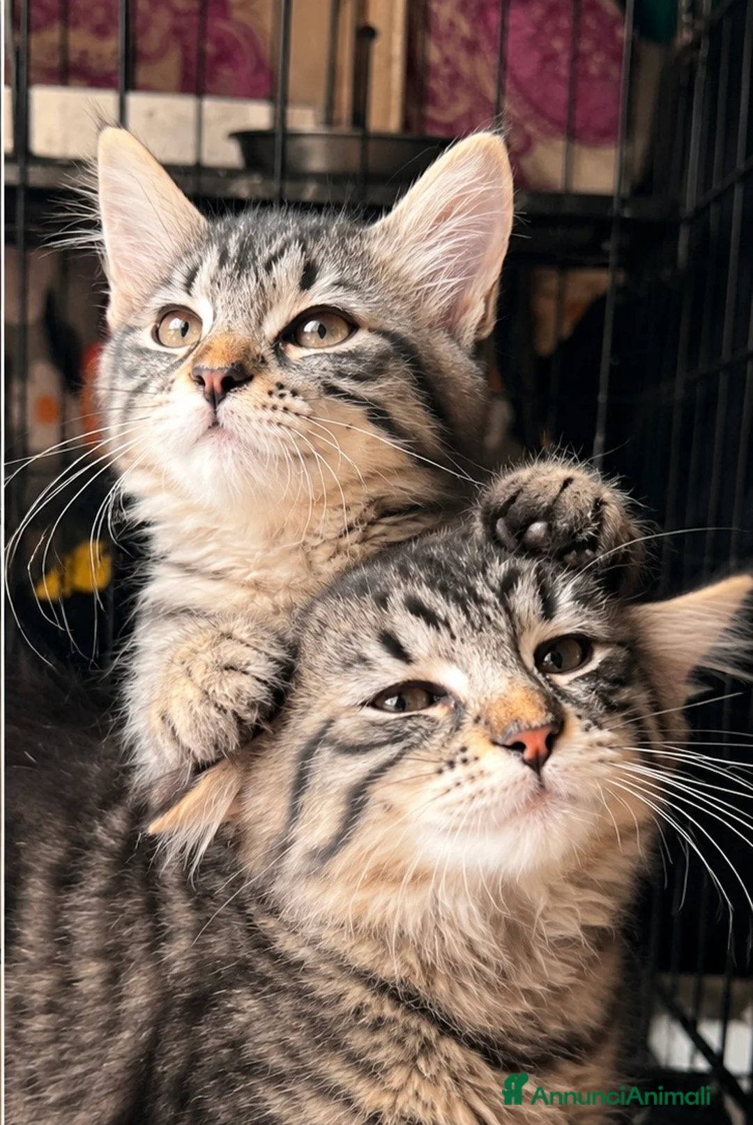 Europeo gatti in regalo: Gattini  - Annuncio 2