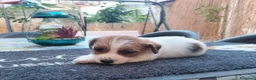 Jack Russell cani in vendita: Cucciolo di jack Russell pedigree Roi  - Annuncio 3