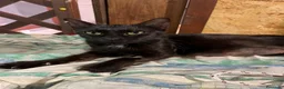 Europeo gatti in regalo: OZY CERCA CASA💖🖤 - Annuncio 8