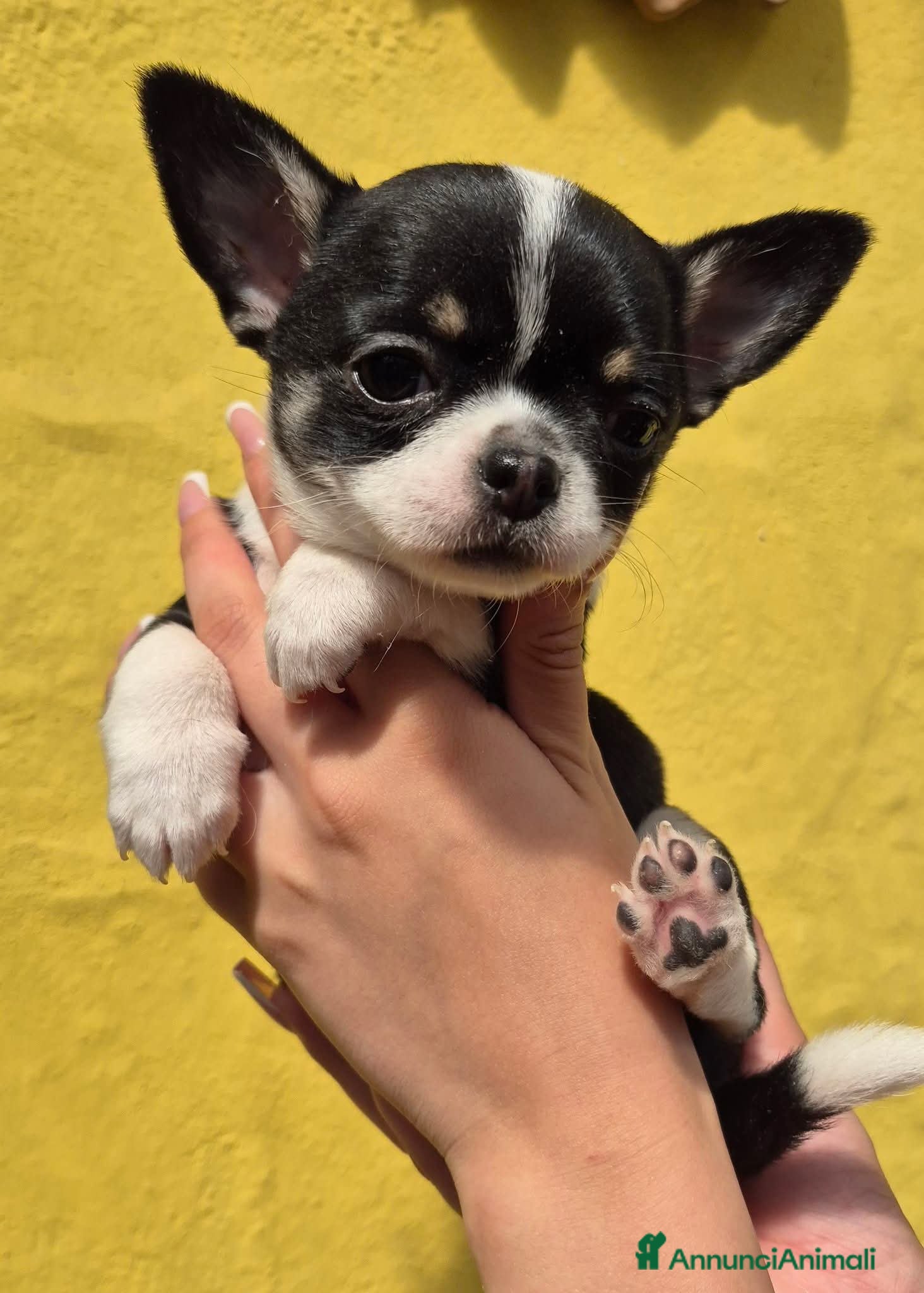 Chihuahua cani Femmina tricolor a pelo corto  - Annuncio 20