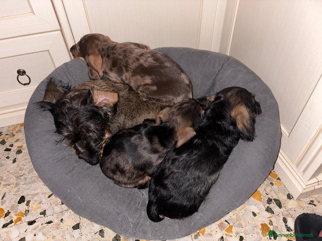 Bassotto cani in vendita: Bassotto Tedesco Nano a Pelo Duro - Annuncio 8