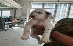 Setter Inglese cani in vendita: Setter inglesi maschi  a Provincia di Verona - Immagine 3