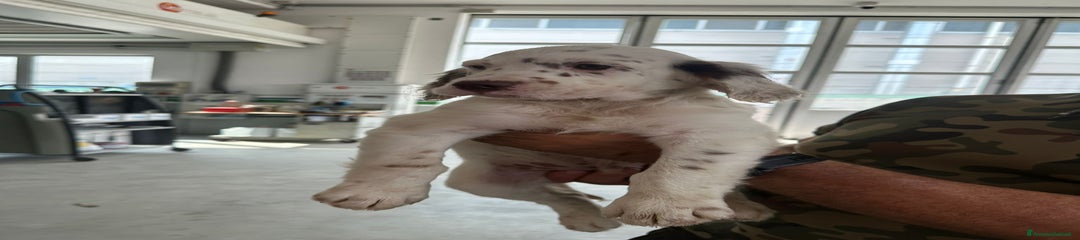Setter Inglese Cucciolo 5