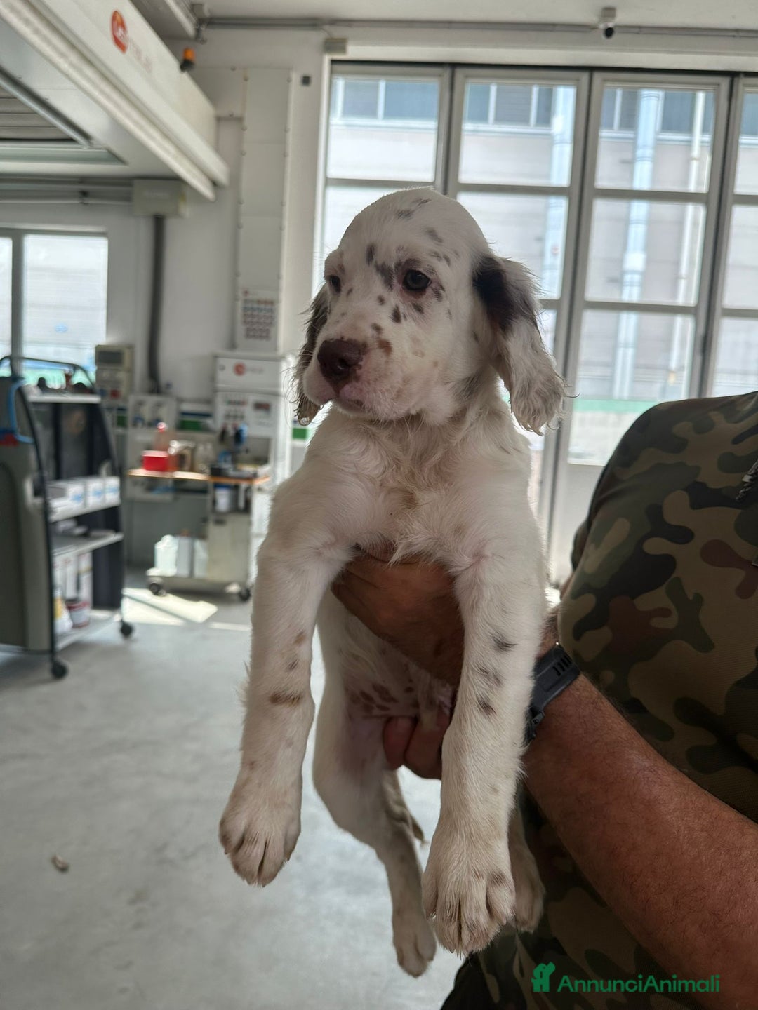 Setter Inglese cani in vendita: Setter inglesi maschi  a Provincia di Verona - Immagine 3