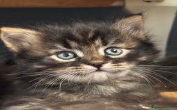 Siberiano gatti in vendita: SIBERIANI GATTINI IPOALLERGENICI  a Provincia di Brescia - Immagine 1