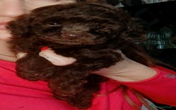 Barboncino Toy cani in vendita: Barboncino  - Annuncio 2