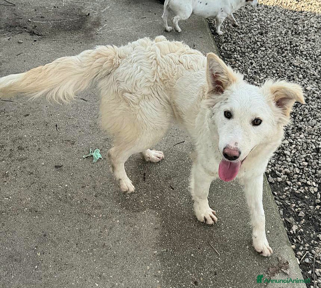 Meticcio cani in regalo: Curzio 10 mesi taglia media  - Annuncio 5