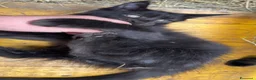 Maine Coon gatti in vendita: Cucciolo black smoke di maine coon (Tequila) - Annuncio 10