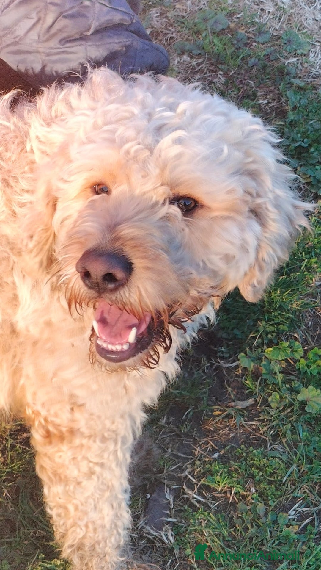 Lagotto cani in regalo: FIOCCHINO - Annuncio 10
