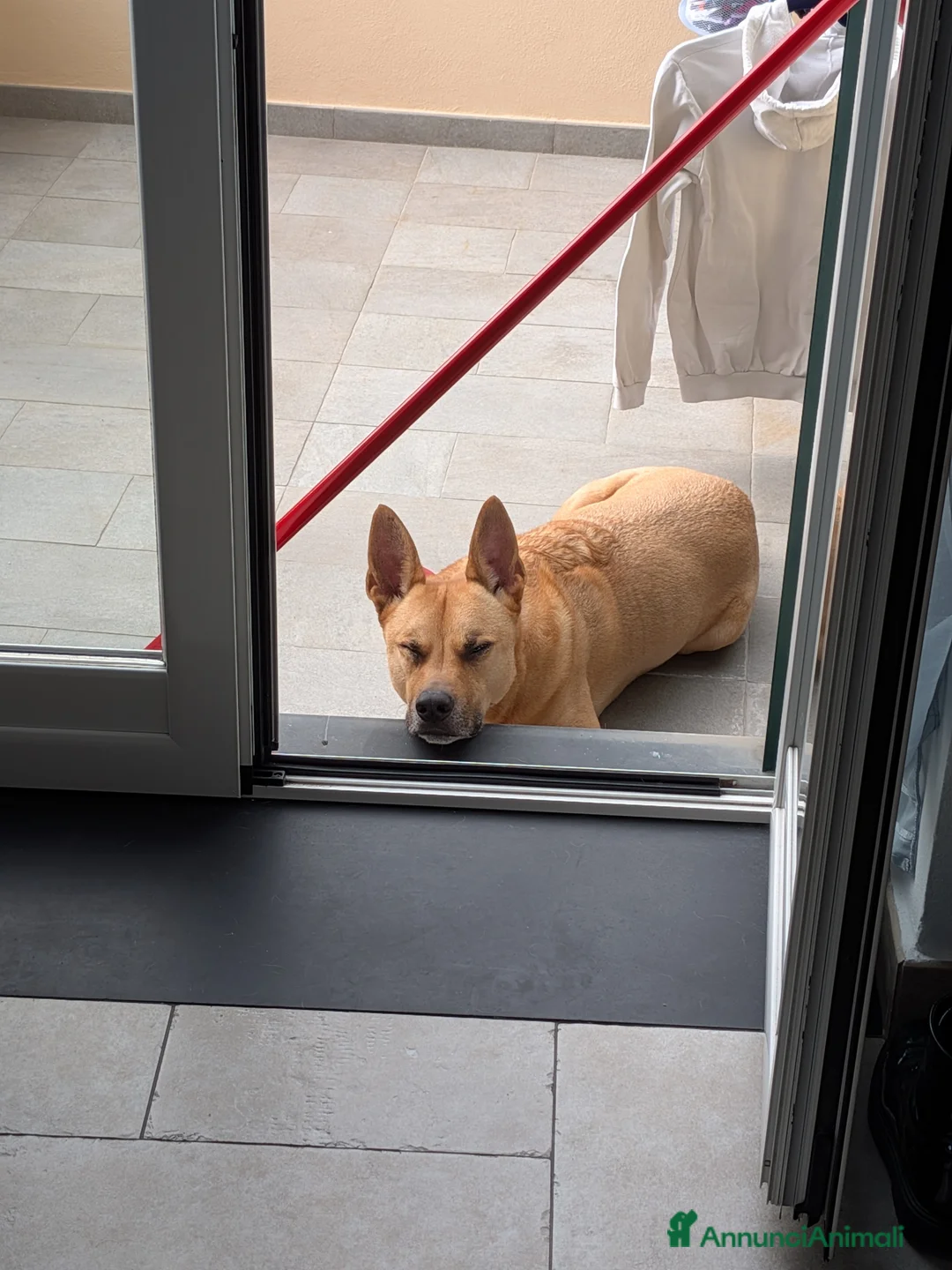 Meticcio cani in regalo: 💔 CERCHIAMO UNA NUOVA CASA PER TYSON 💔 a Provincia di Imperia - Annuncio 4