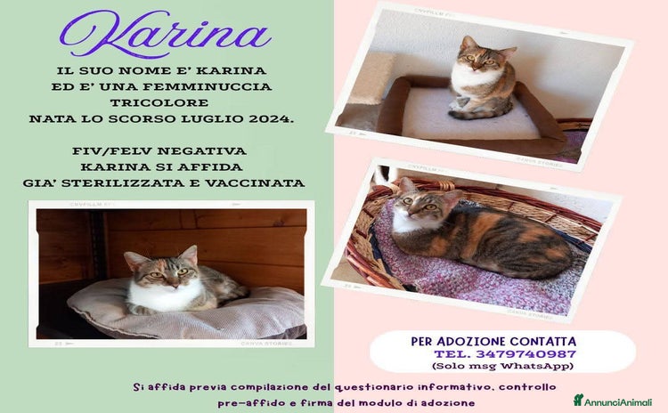 Europeo gatti - Annuncio 13
