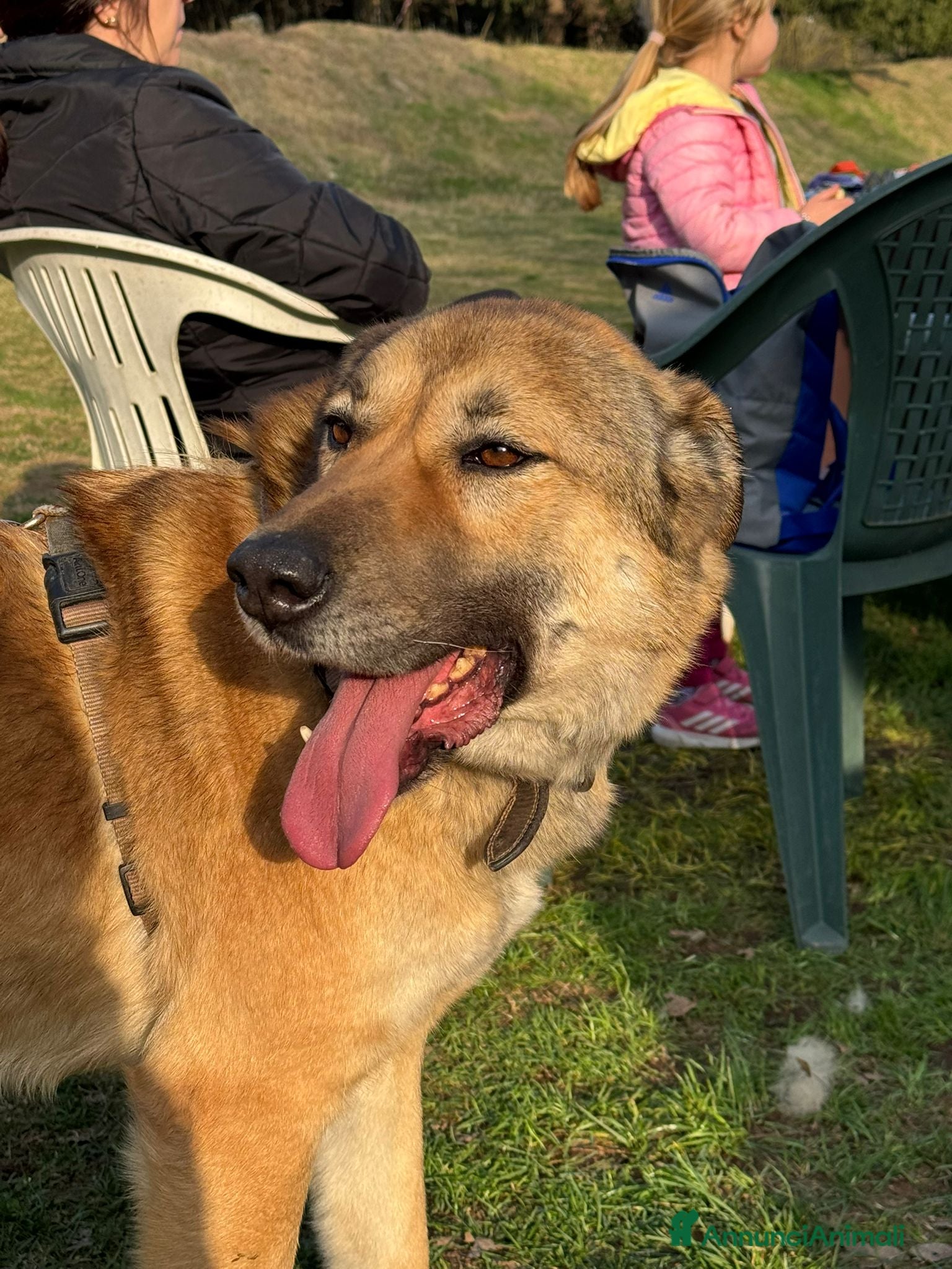 Meticcio cani Whisky - Un amico fedele per la vita - Annuncio 11