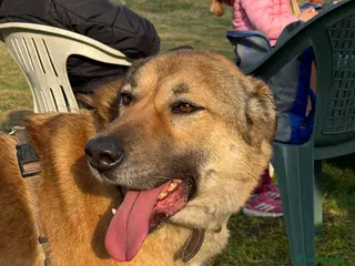 Meticcio cani Whisky - Un amico fedele per la vita - Annuncio 11