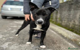 Meticcio cani in regalo: CICCIO, indipendente meticcio nero cerca casa a Città metropolitana di Milano - Immagine 1