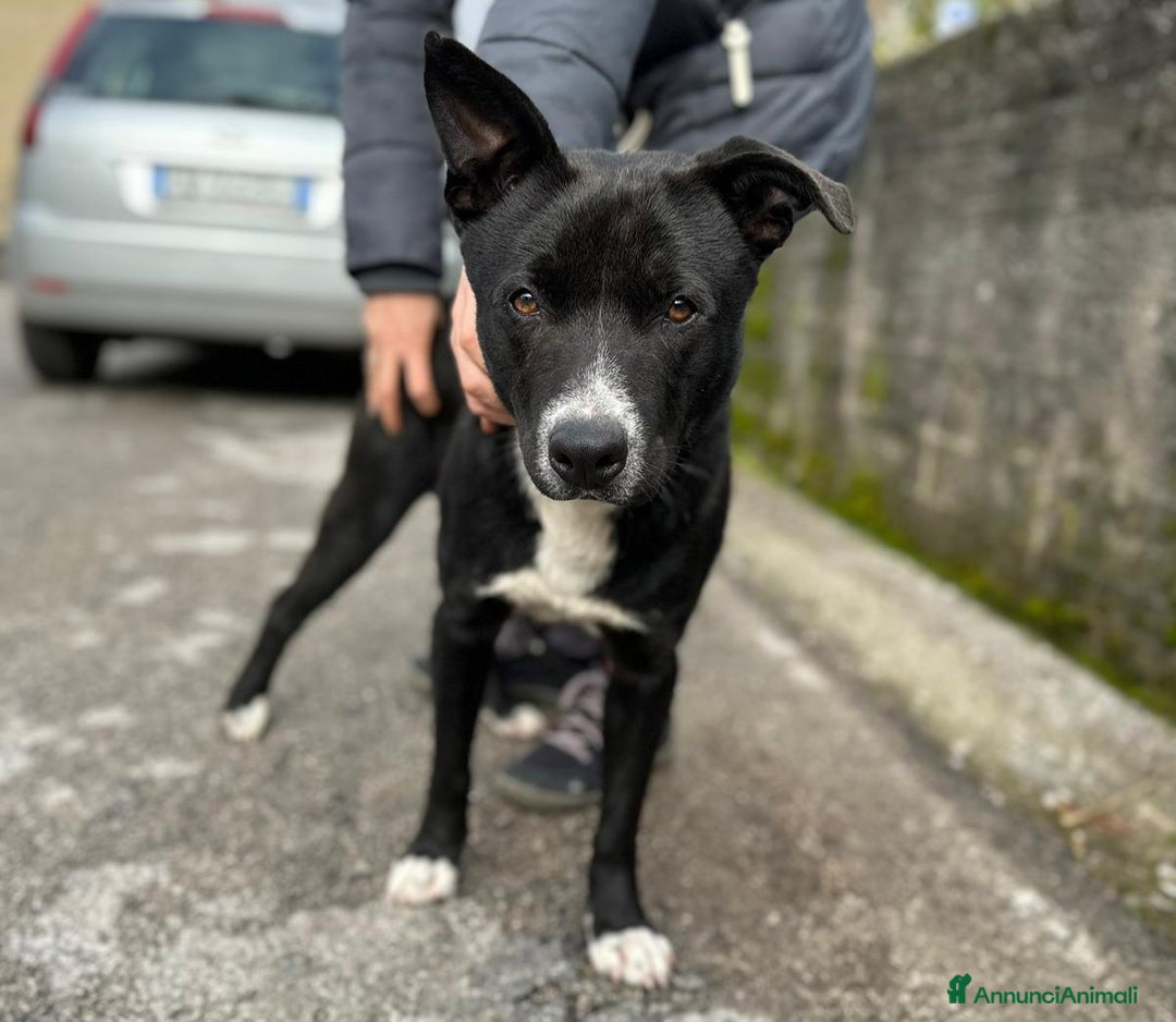 Meticcio cani in regalo: CICCIO, indipendente meticcio nero cerca casa a Città metropolitana di Milano - Immagine 1