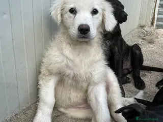 Meticcio cani MI ADOTTI? SONO FREYA a Città metropolitana di Roma Capitale - Annuncio 6