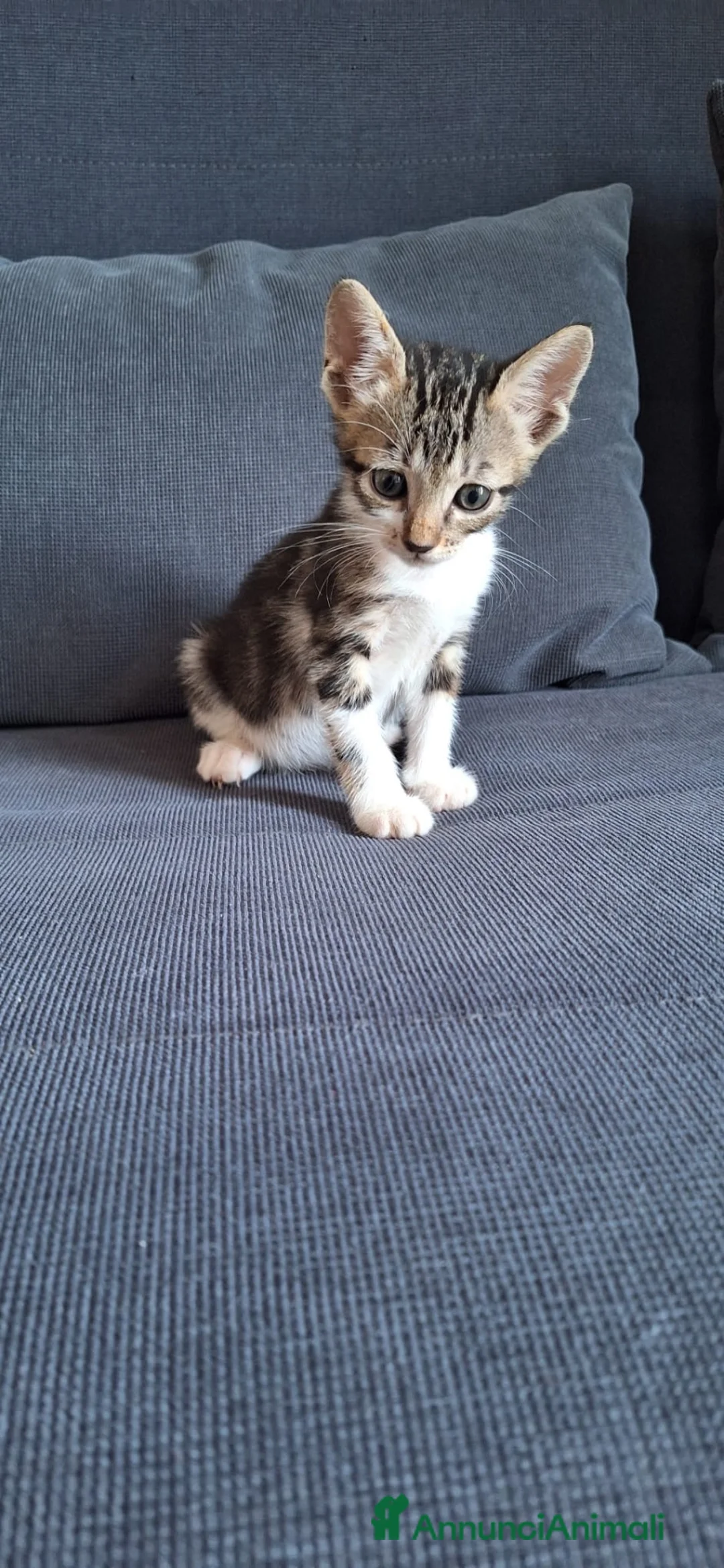 Europeo gatti in regalo: Koda minuscolo micino cerca casa - Annuncio 2
