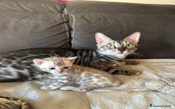 Bengala gatti in vendita: Cuccioli Bengala alta genealogia  a Provincia di Varese - Immagine 11