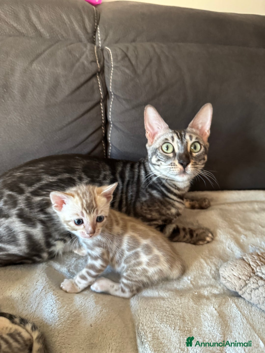 Bengala gatti in vendita: Cuccioli Bengala alta genealogia  a Provincia di Varese - Immagine 11