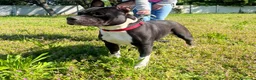 Meticcio cani in regalo: ZARA PIT TRISTE - Annuncio 12