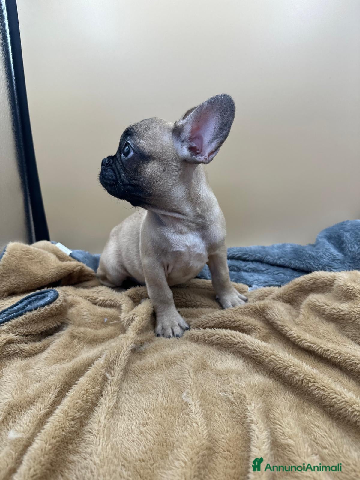 Bulldog Francese cani Bouledogue Francese con Pedigree - Annuncio 2