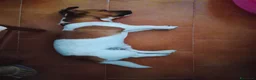 Jack Russell cani in vendita: Jack russel - Annuncio 2