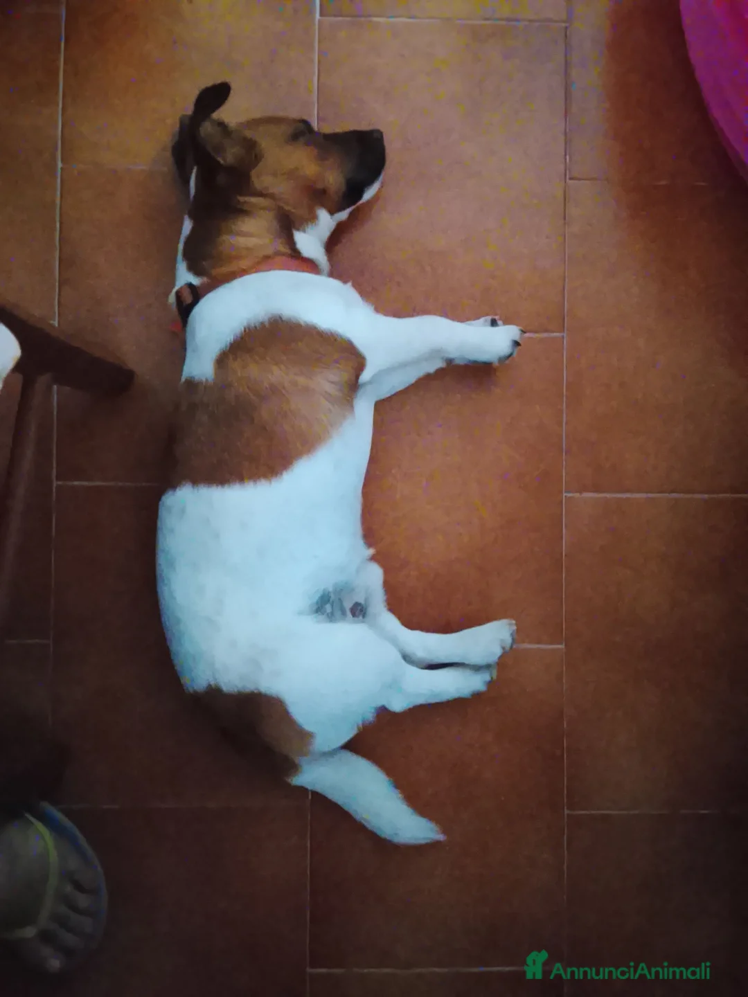 Jack Russell cani in vendita: Jack russel - Annuncio 2