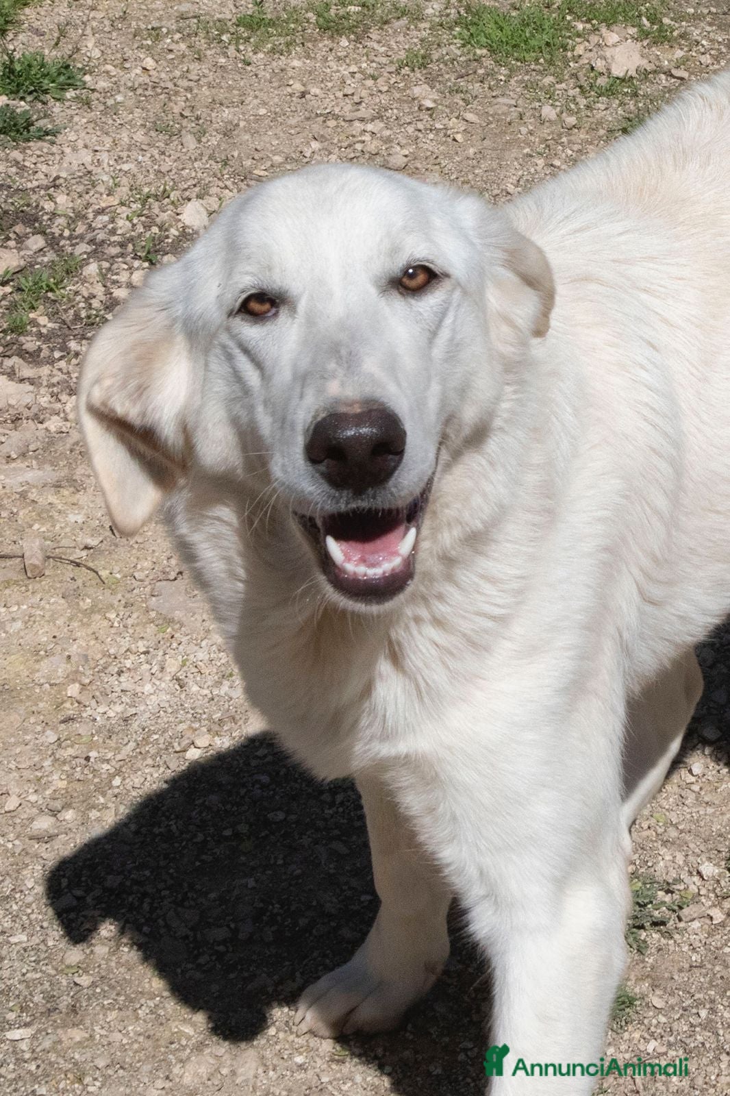 Meticcio cani IL SORRISO DI ZULEYA a Città metropolitana di Roma Capitale - Annuncio 26