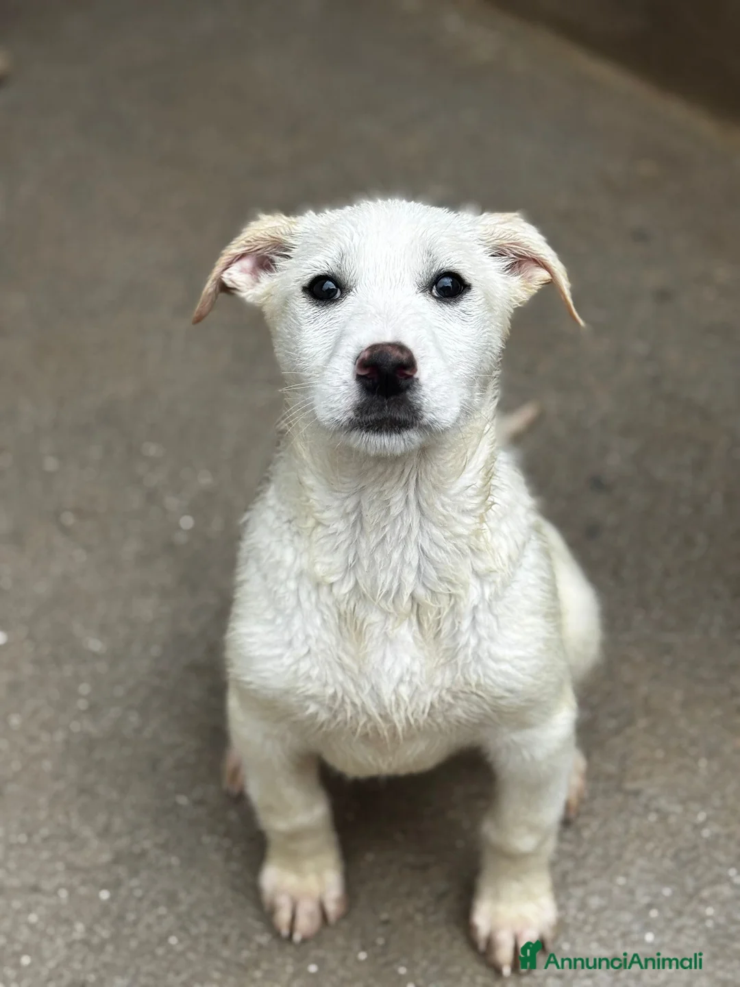 Meticcio cani in regalo: Maya femmina  a Provincia di Brescia - Annuncio 3