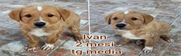Meticcio cani in regalo: CUCCIOLI ABBANDONATI: URGENTE  a Città Metropolitana di Torino - Annuncio 9