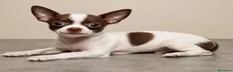 Chihuahua cani in vendita: Chihuahua a pelo corto - Annuncio 1